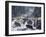 Bear Crossing-Jeff Tift-Framed Giclee Print