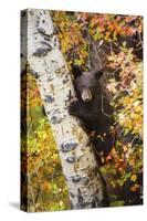 Bear Cub in Tree-Lantern Press-Stretched Canvas