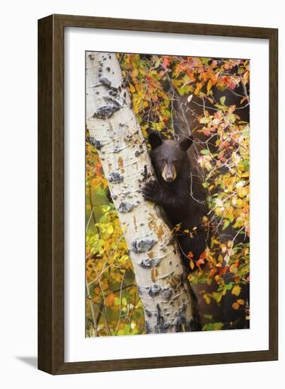 Bear Cub in Tree-Lantern Press-Framed Art Print