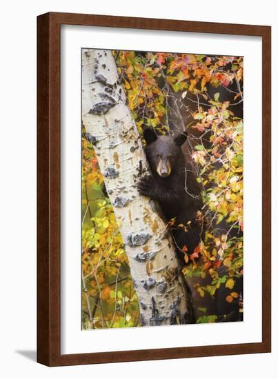 Bear Cub in Tree-Lantern Press-Framed Art Print