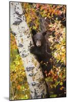 Bear Cub in Tree-Lantern Press-Mounted Art Print