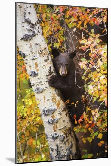 Bear Cub in Tree-Lantern Press-Mounted Art Print