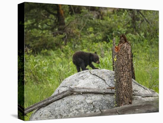 Bear Cub on Rock-Galloimages Online-Stretched Canvas