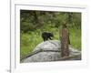 Bear Cub on Rock-Galloimages Online-Framed Photographic Print