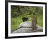 Bear Cub on Rock-Galloimages Online-Framed Photographic Print