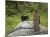 Bear Cub on Rock-Galloimages Online-Mounted Photographic Print