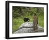 Bear Cub on Rock-Galloimages Online-Framed Photographic Print