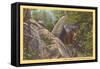 Bear Cub on Rocks, West Virginia-null-Framed Stretched Canvas