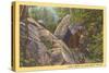 Bear Cub on Rocks, West Virginia-null-Stretched Canvas