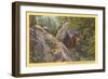 Bear Cub on Rocks, West Virginia-null-Framed Art Print