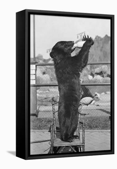 Bear Drinking from Bottle-null-Framed Stretched Canvas