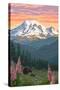 Bear Family and Spring Flowers (Rainier Background)-Lantern Press-Stretched Canvas