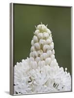 Bear Grass (Indian Basket Grass) (Xerophyllum Tenax), Glacier National Park, Montana-James Hager-Framed Photographic Print