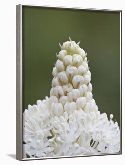 Bear Grass (Indian Basket Grass) (Xerophyllum Tenax), Glacier National Park, Montana-James Hager-Framed Photographic Print