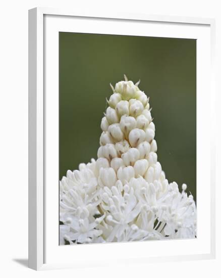 Bear Grass (Indian Basket Grass) (Xerophyllum Tenax), Glacier National Park, Montana-James Hager-Framed Photographic Print