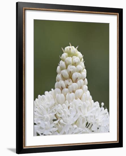 Bear Grass (Indian Basket Grass) (Xerophyllum Tenax), Glacier National Park, Montana-James Hager-Framed Photographic Print