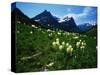 Bear Grass near Going-to-the-Sun Mountain-Darrell Gulin-Stretched Canvas