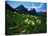 Bear Grass near Going-to-the-Sun Mountain-Darrell Gulin-Stretched Canvas