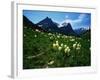 Bear Grass near Going-to-the-Sun Mountain-Darrell Gulin-Framed Photographic Print