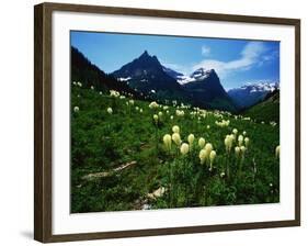 Bear Grass near Going-to-the-Sun Mountain-Darrell Gulin-Framed Photographic Print