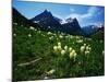 Bear Grass near Going-to-the-Sun Mountain-Darrell Gulin-Mounted Photographic Print