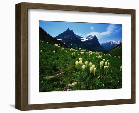 Bear Grass near Going-to-the-Sun Mountain-Darrell Gulin-Framed Photographic Print