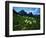 Bear Grass near Going-to-the-Sun Mountain-Darrell Gulin-Framed Photographic Print