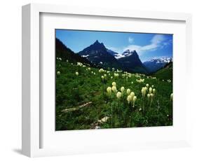 Bear Grass near Going-to-the-Sun Mountain-Darrell Gulin-Framed Photographic Print