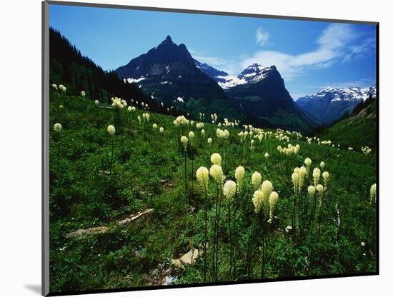 Bear Grass near Going-to-the-Sun Mountain-Darrell Gulin-Mounted Photographic Print