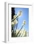 Bear Grass (Xerophyllum tenax), Mt. Hood National Forest, Oregon, USA-Stuart Westmorland-Framed Photographic Print