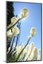 Bear Grass (Xerophyllum tenax), Mt. Hood National Forest, Oregon, USA-Stuart Westmorland-Mounted Photographic Print