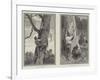 Bear Hunting in Australia-null-Framed Giclee Print