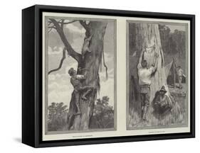 Bear Hunting in Australia-null-Framed Stretched Canvas