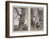 Bear Hunting in Australia-null-Framed Giclee Print