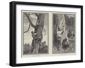 Bear Hunting in Australia-null-Framed Giclee Print