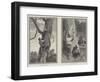 Bear Hunting in Australia-null-Framed Giclee Print