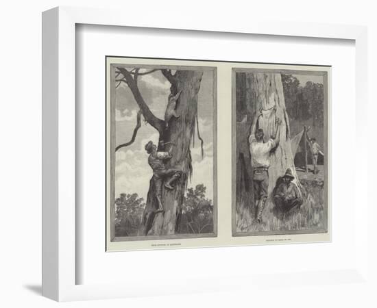 Bear Hunting in Australia-null-Framed Giclee Print