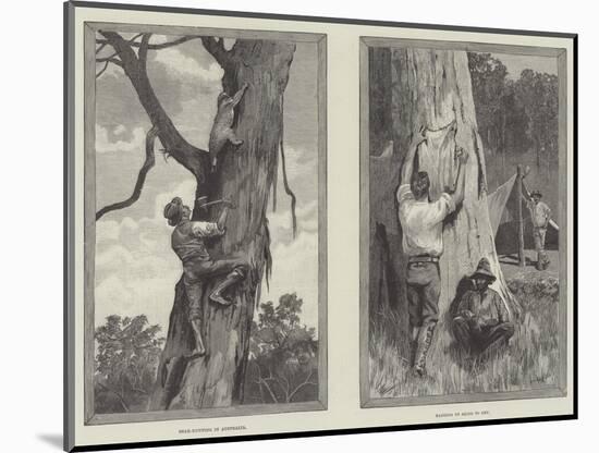 Bear Hunting in Australia-null-Mounted Giclee Print