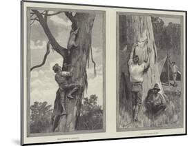 Bear Hunting in Australia-null-Mounted Giclee Print