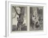 Bear Hunting in Australia-null-Framed Giclee Print