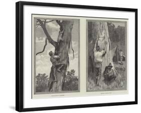 Bear Hunting in Australia-null-Framed Giclee Print