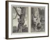 Bear Hunting in Australia-null-Framed Giclee Print