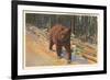 Bear in the Adirondack, New York-null-Framed Premium Giclee Print