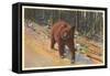 Bear in the Adirondack, New York-null-Framed Stretched Canvas
