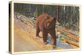 Bear in the Adirondack, New York-null-Stretched Canvas
