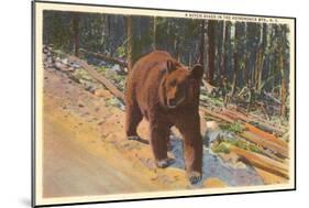 Bear in the Adirondack, New York-null-Mounted Art Print