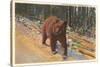 Bear in the Adirondack, New York-null-Stretched Canvas