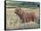 Bear in the Field-Tim OToole-Framed Stretched Canvas