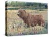 Bear in the Field-Tim OToole-Stretched Canvas