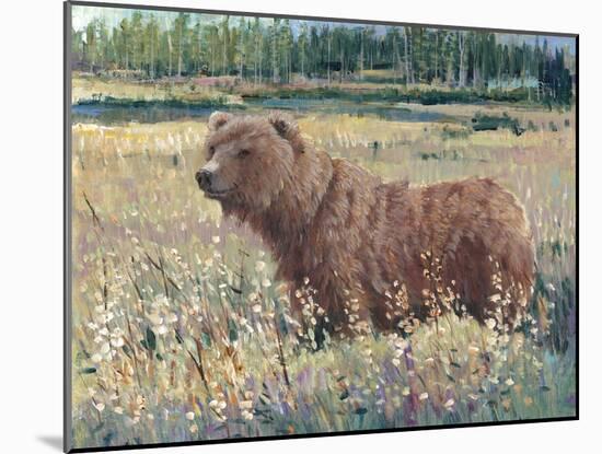 Bear in the Field-Tim OToole-Mounted Art Print